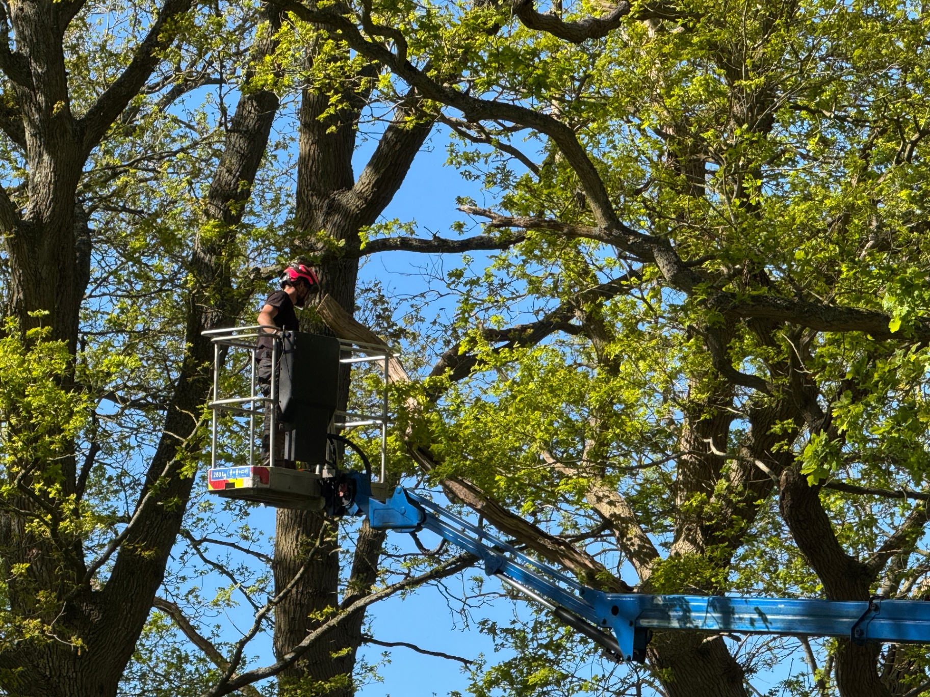 High climbing arborist at work