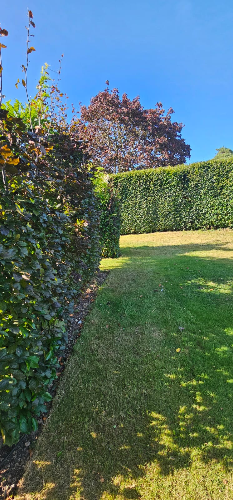Beech hedge alongside lawn pathway