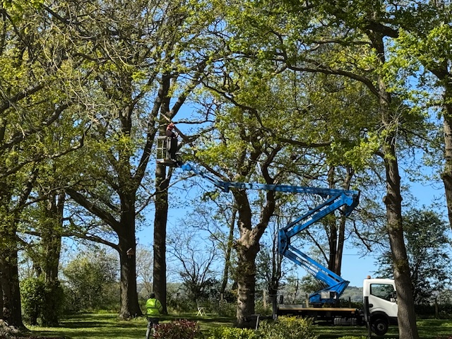 Cherry picker reaching into oak canopy with ground crew below