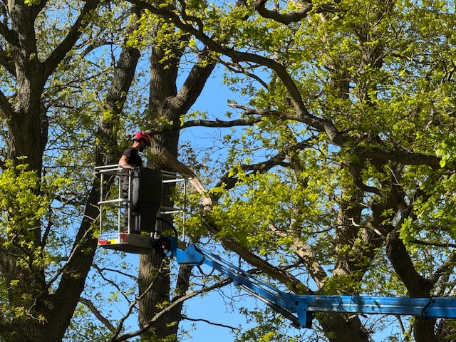 Climber in MEWP basket pruning mature oak canopy