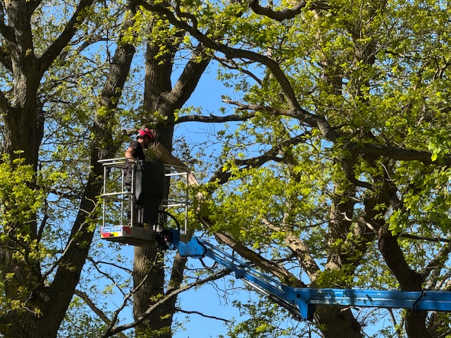 Arborist lowering oak limb from MEWP basket