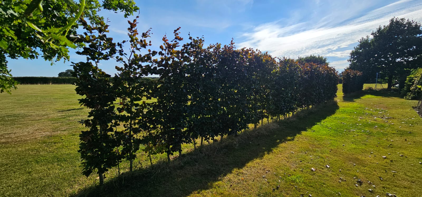 Pleached hedge row across paddock