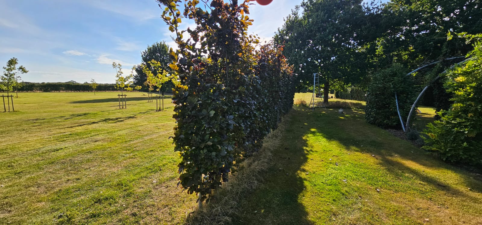 Tall copper beech hedge with lawn strip