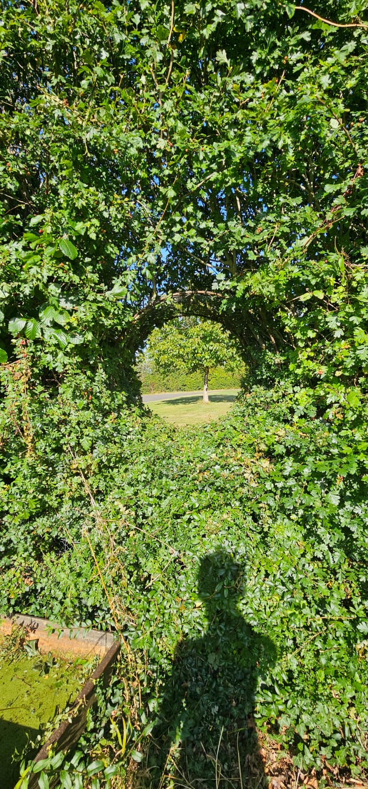 Hawthorn hedge cut into circular arch
