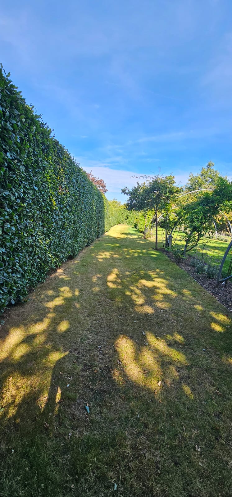 Long hornbeam hedge in dappled light