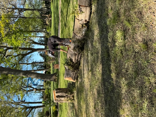 Arborist sectioning fallen oak trunk on parkland lawn